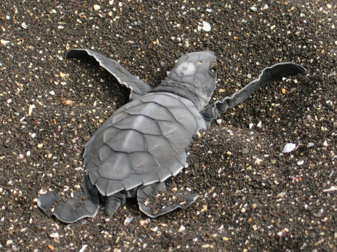 galapagos-baby-sea-turtle
