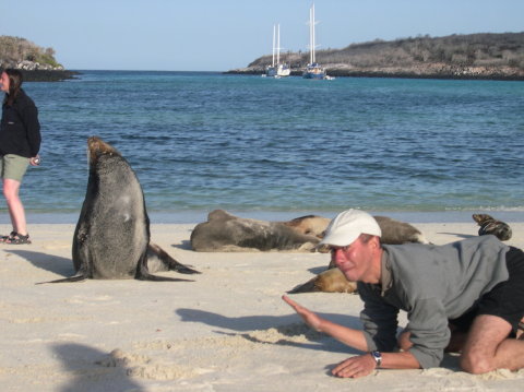 galapagos-raphael-the-sealion