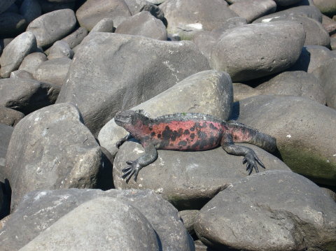 galapagos-red-iguana
