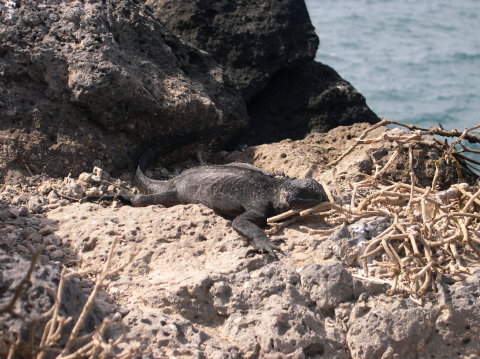 galapagos-iguana-3