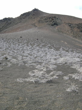 galapagos-lava-plants