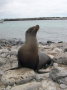 galapagos-sealion-pose