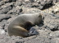 galapagos-fur-seal