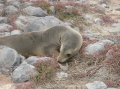 galapagos-sealion-shy