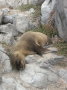 galapagos-sealion-baby-sleap