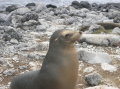 galapagos-sealion-standing