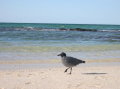 galapagos-sea-gull