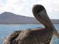 galapagos-pelican-roof-boat-2