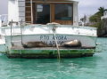 galapagos-seals-boat