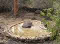 galapagos-giant-turtle-lonesome-george