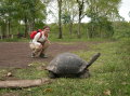 galapagos-giant-turtle-delphine