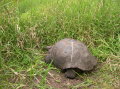 galapagos-giant-turtle-7