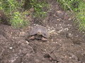 galapagos-giant-turtle-baby