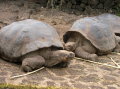 galapagos-giant-turtles