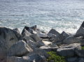 galapagos-bird-sea-4