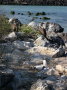 galapagos-birds-sea-3