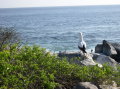 galapagos-bird-sea -3