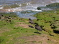 galapagos-birds-water