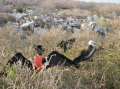 galapagos-red-collar 3