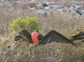 galapagos-red-collar2