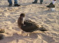 galapagos-booby-2