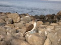 galapagos-blue-footed-boobie-rocks