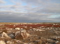 galapagos-grass-rocks