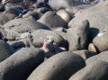 galapagos-red-iguana-2