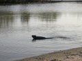 galapagos-marine-iguana1