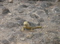 galapagos-yellow-iguana-2