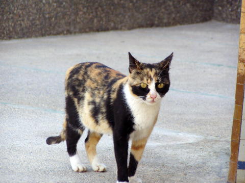 Photo 006