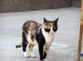 Photo 006