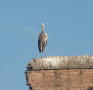 marrakech-cigogne-palais-el-badi